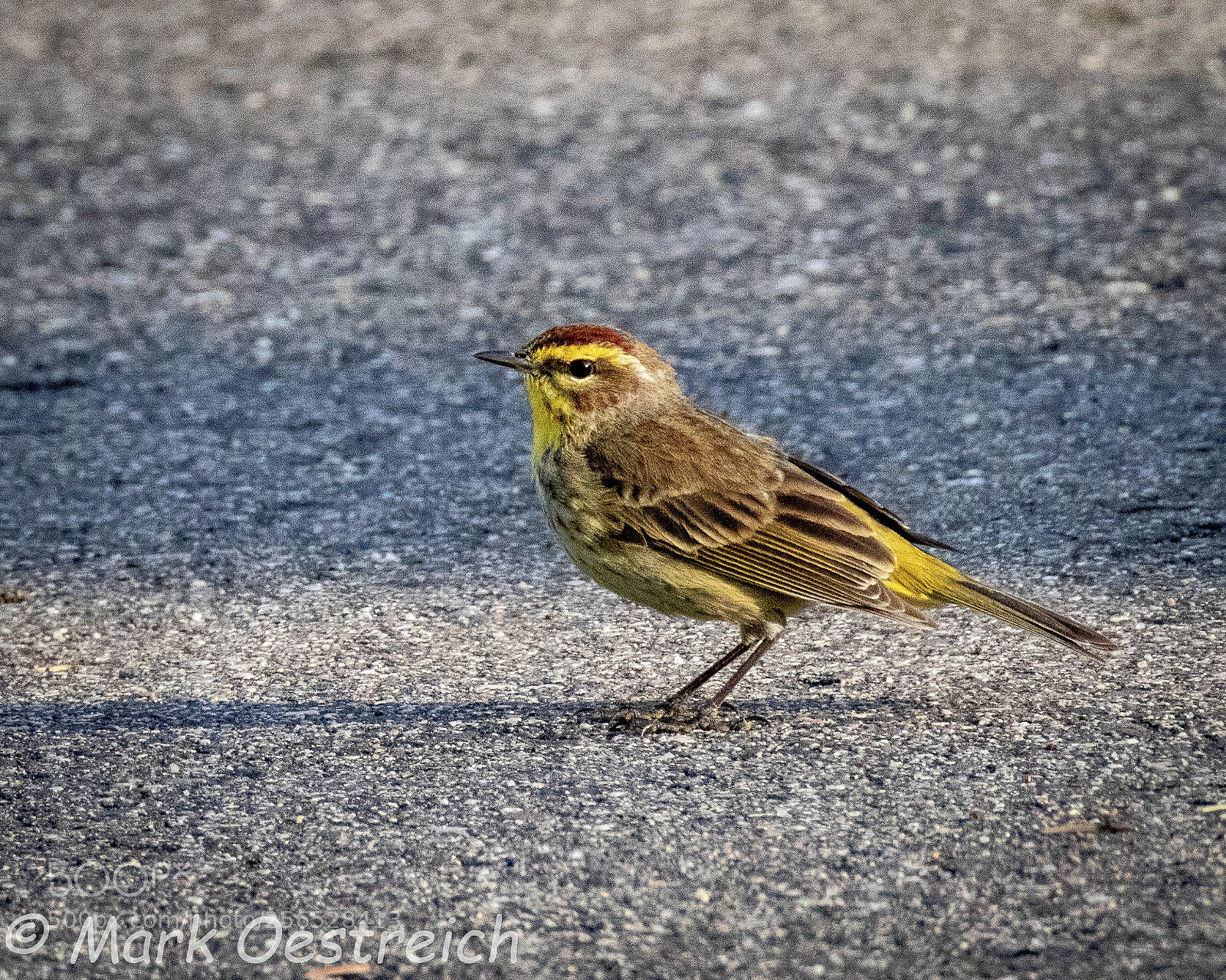 Canon EOS 80D sample photo. Yellow palm warbler photography