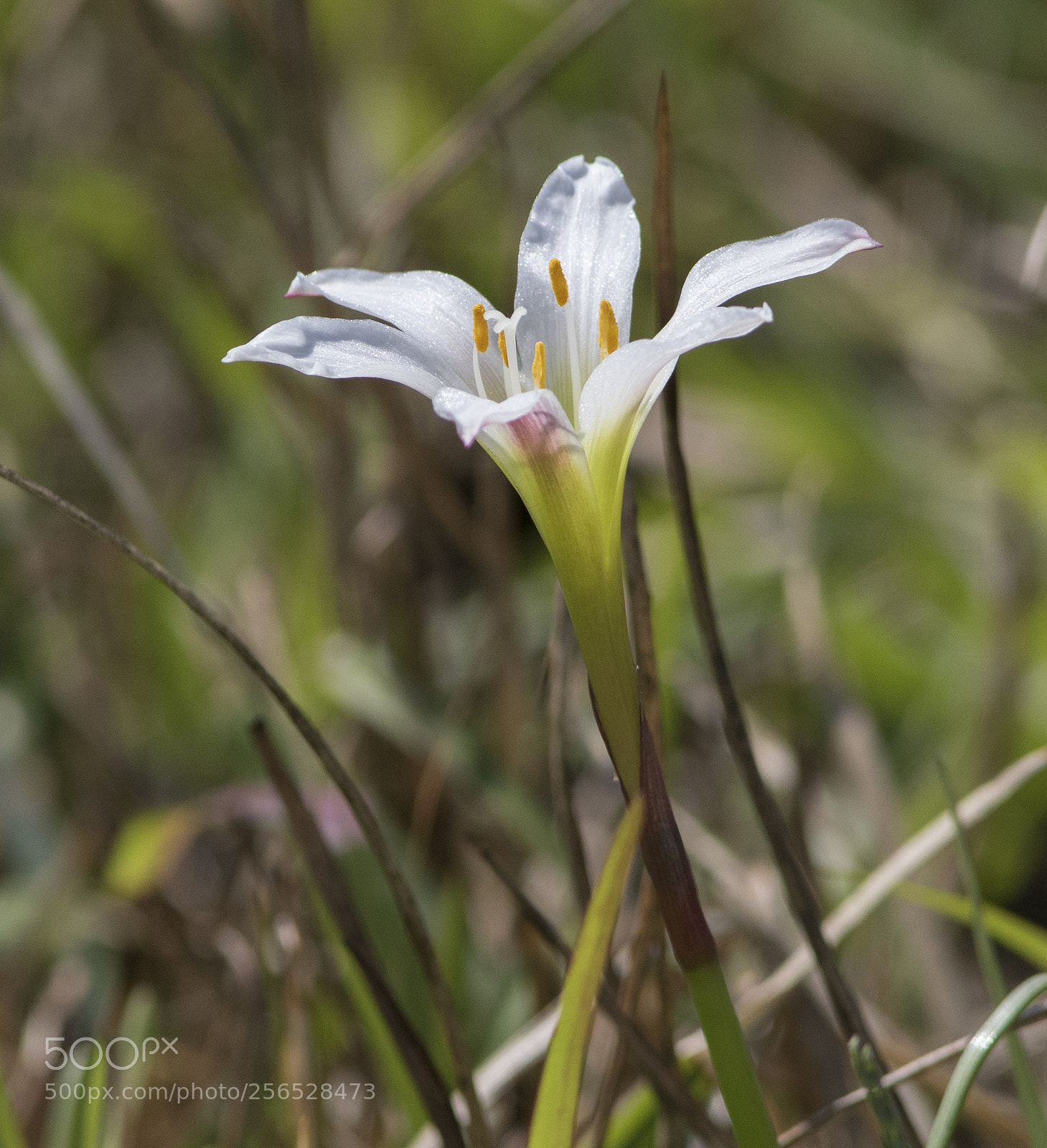 Canon EOS 7D Mark II sample photo. Wild lilly photography