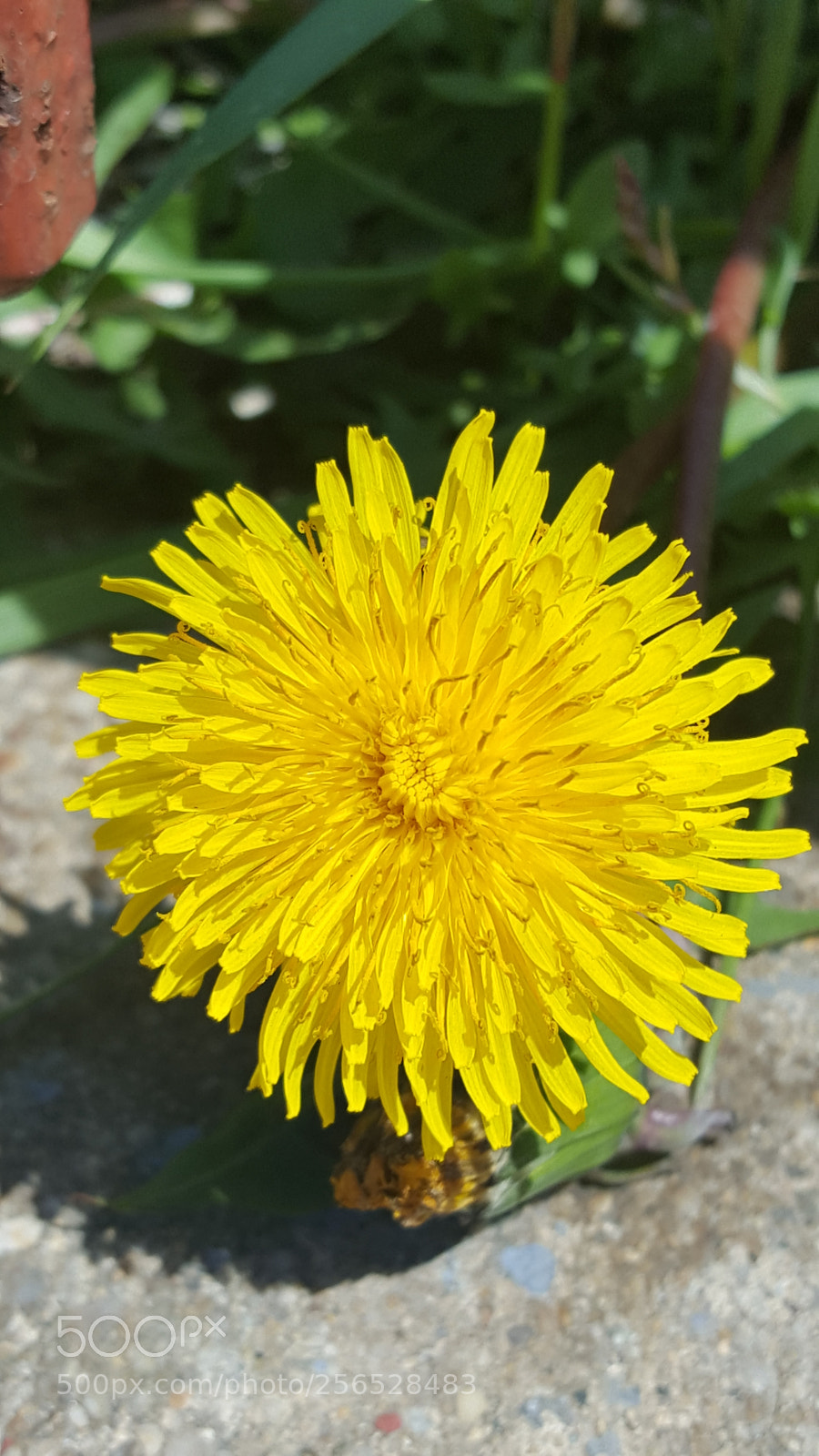 Samsung Galaxy S6 sample photo. Tiny dandelion close-up photography