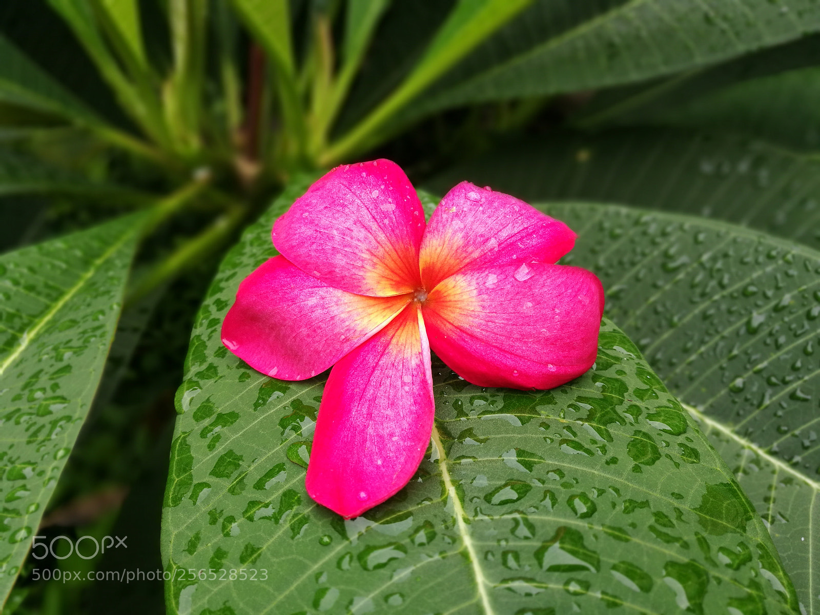 HUAWEI P9 Plus sample photo. Untitled photography