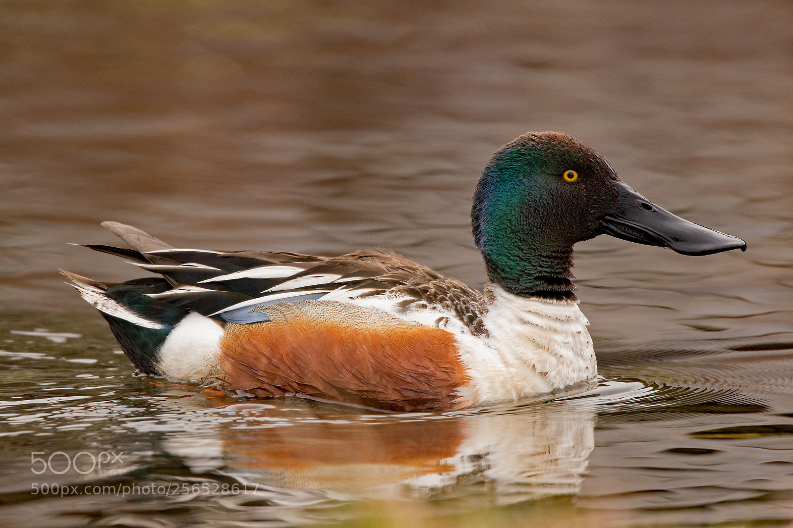 Canon EOS 80D sample photo. Northern shoveler photography