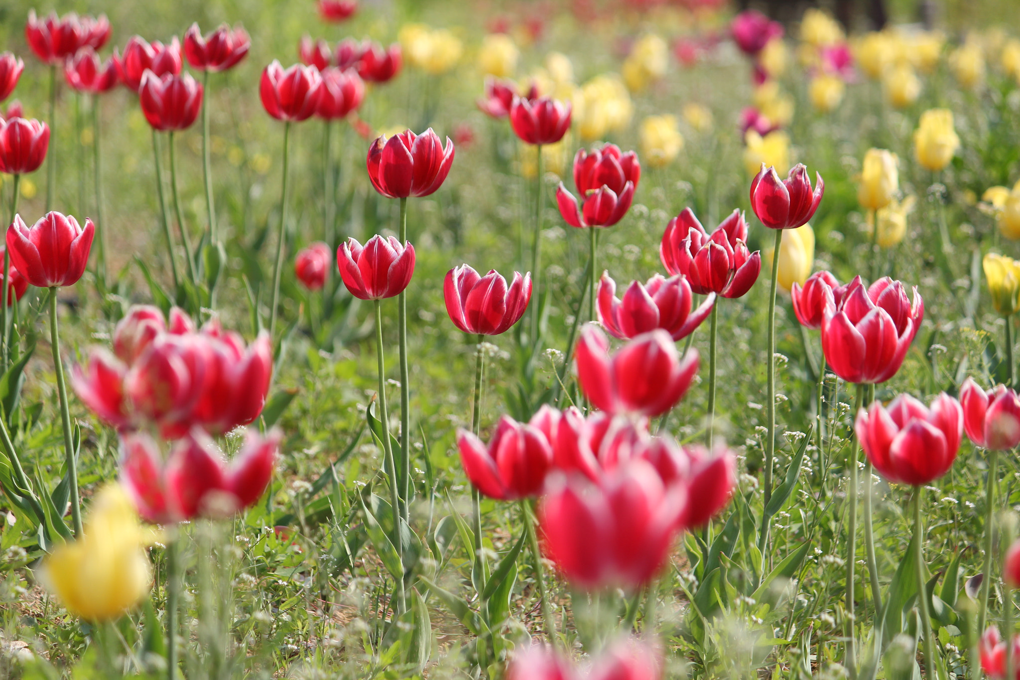 Canon EF-S 55-250mm F4-5.6 IS sample photo. Tulip photography