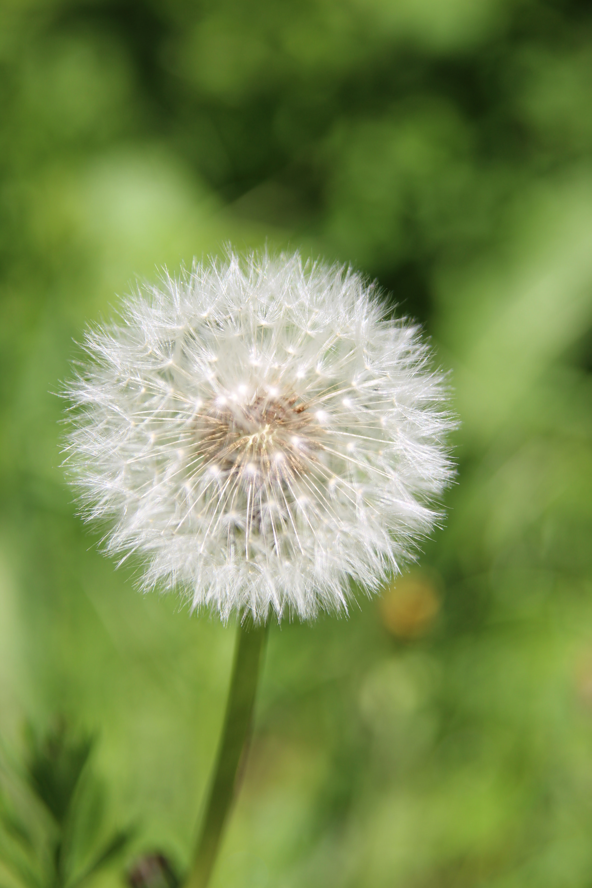 Canon EOS 1300D (EOS Rebel T6 / EOS Kiss X80) sample photo. Dandelion photography