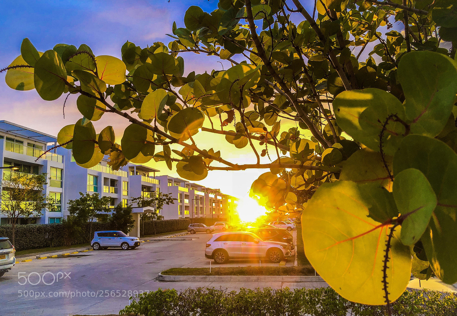 Apple iPhone 8 Plus sample photo. Neighborhood photography