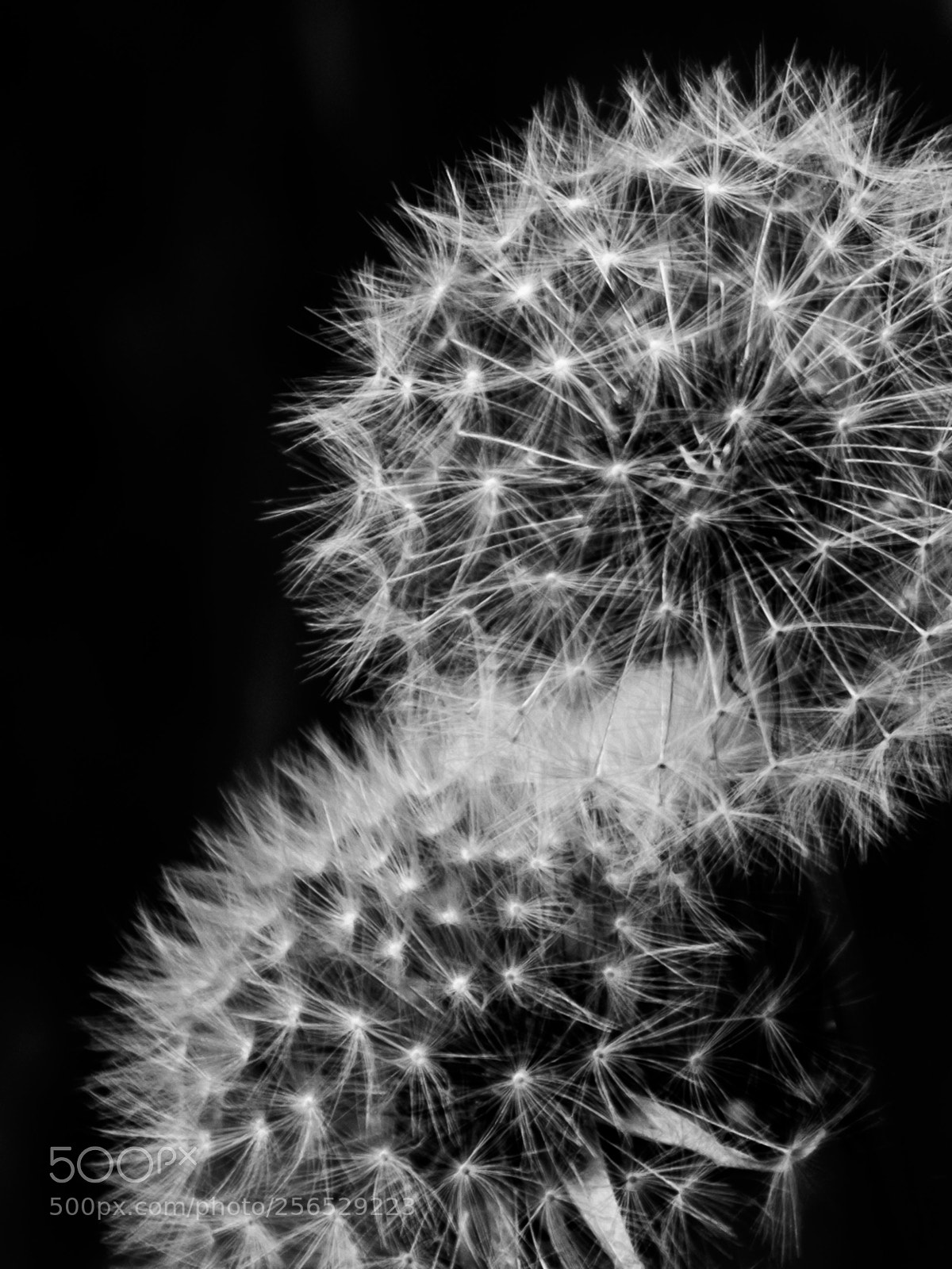 Fujifilm X-Pro2 sample photo. Dandelion photography