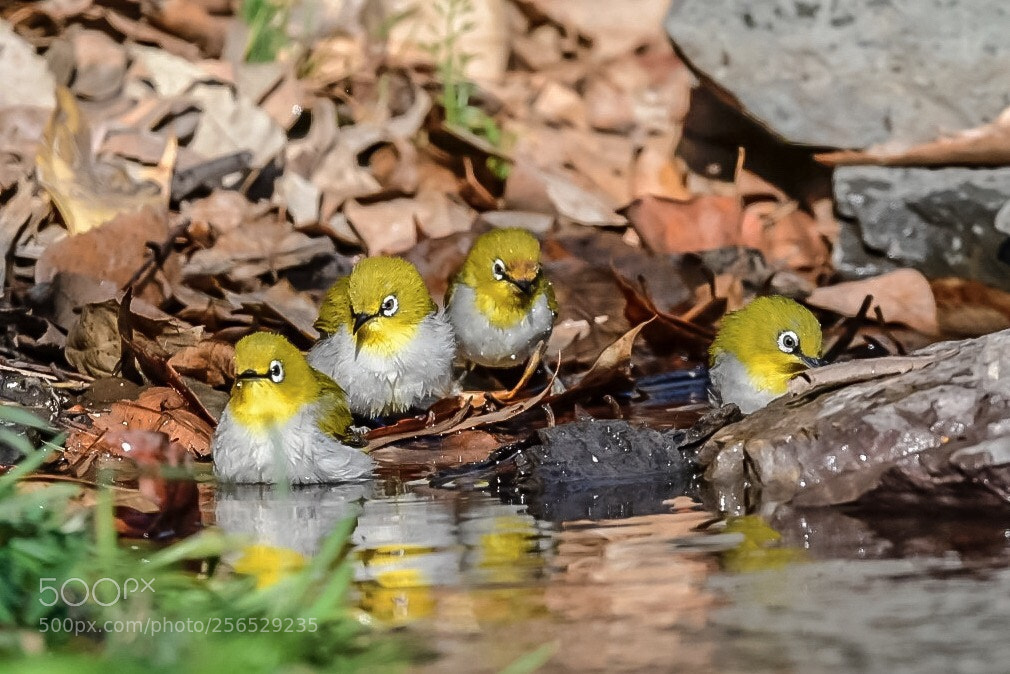 Nikon D500 sample photo. Open-air bath photography