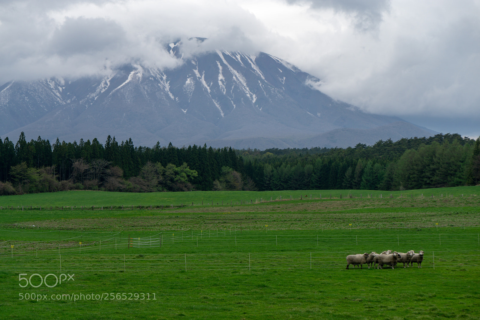 Sony a6000 sample photo. Koiwai farm photography