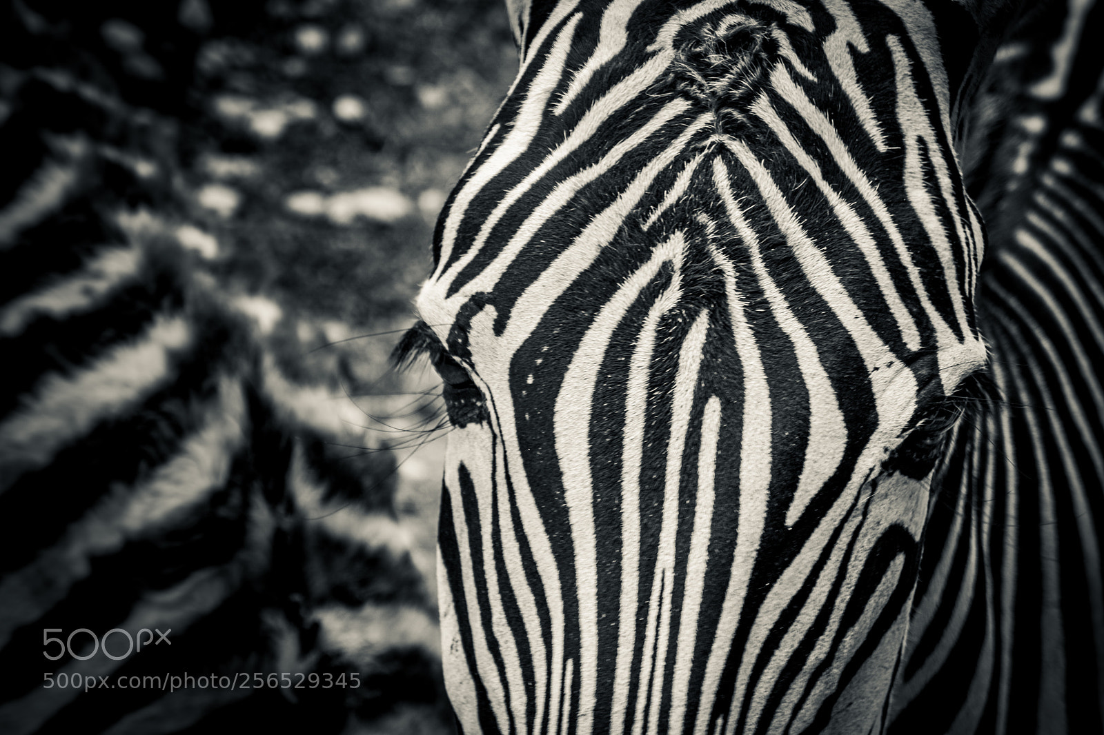 Sony a6000 sample photo. Safari patterns - guess photography