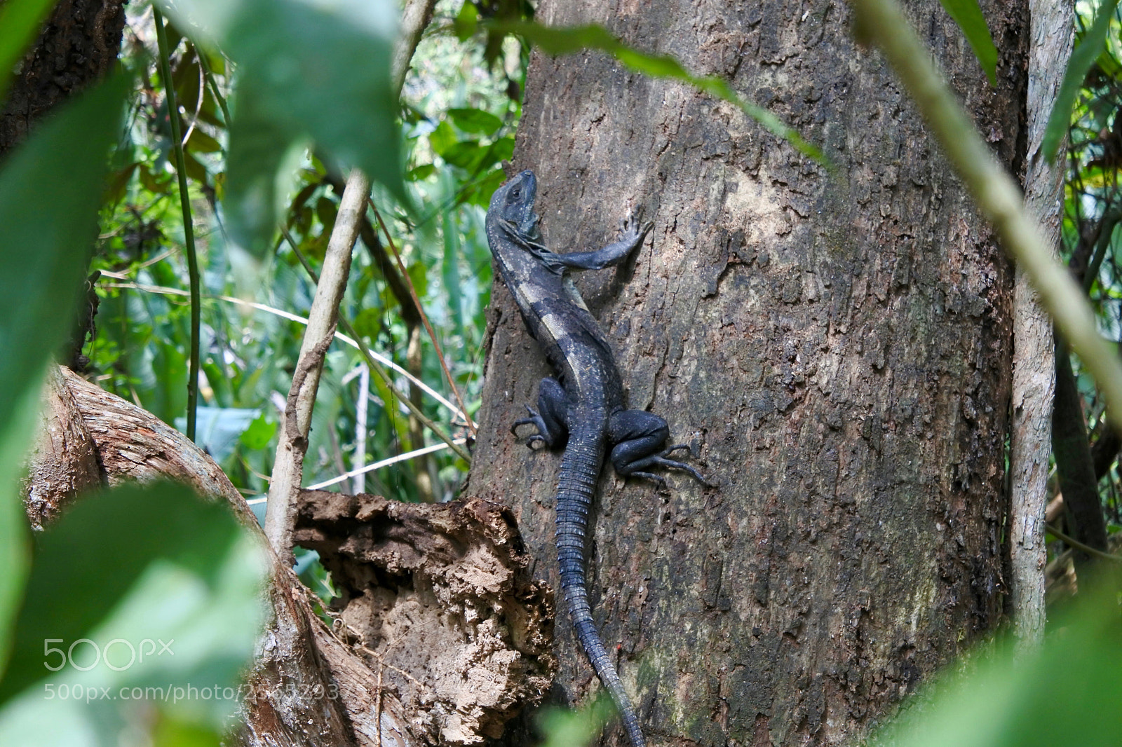 Nikon 1 J5 sample photo. Iguana on tree photography