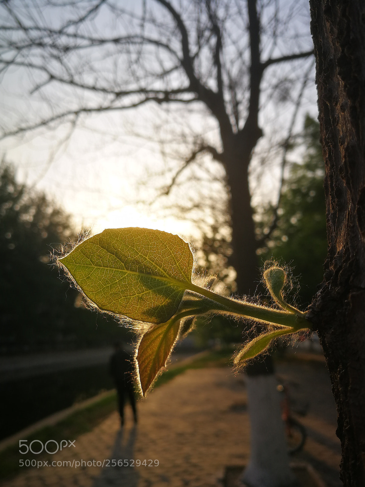 HUAWEI P10 sample photo. Untitled photography