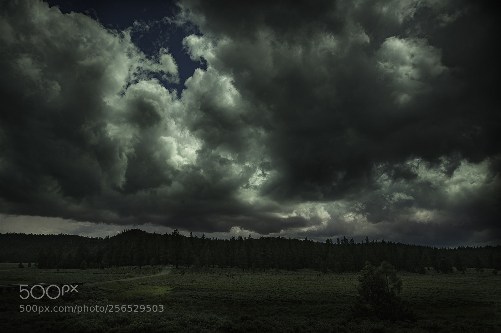 Nikon D7100 sample photo. Storm in may sardine photography
