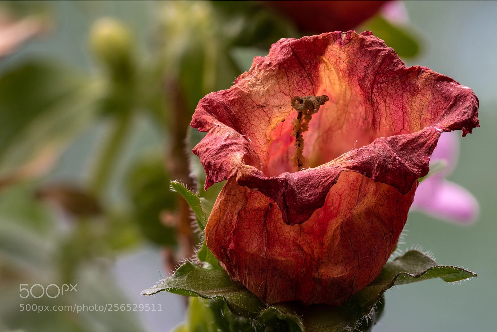 Sony a7R III sample photo. Bellflower photography