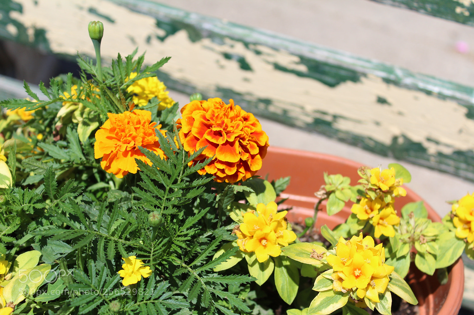 Canon EOS 1200D (EOS Rebel T5 / EOS Kiss X70 / EOS Hi) sample photo. Img photography