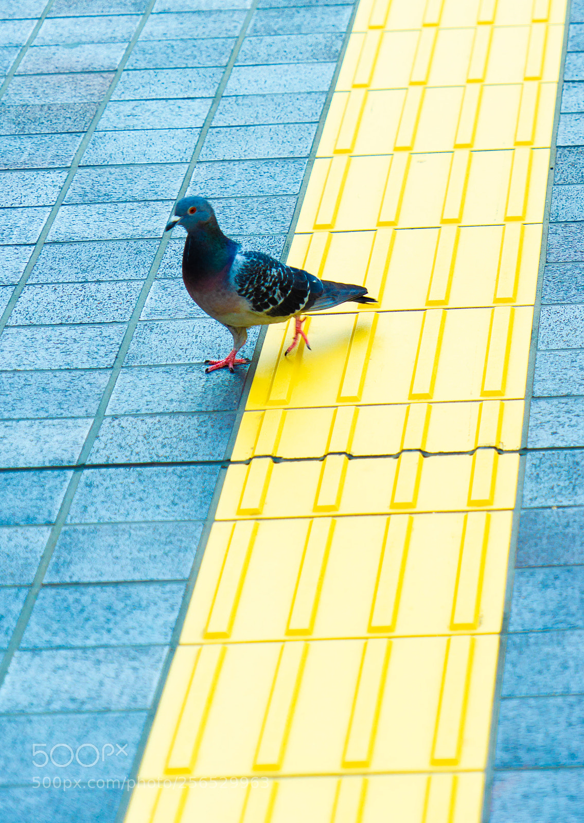 Sony a7 II sample photo. 02-9947.jpg photography