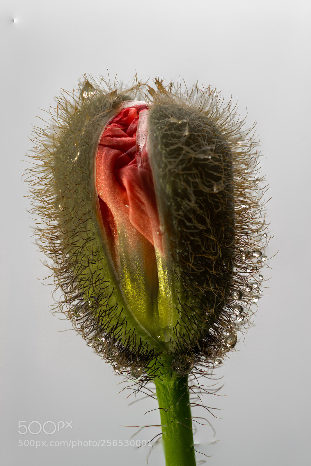 Sony a7R III sample photo. Poppy  bud photography