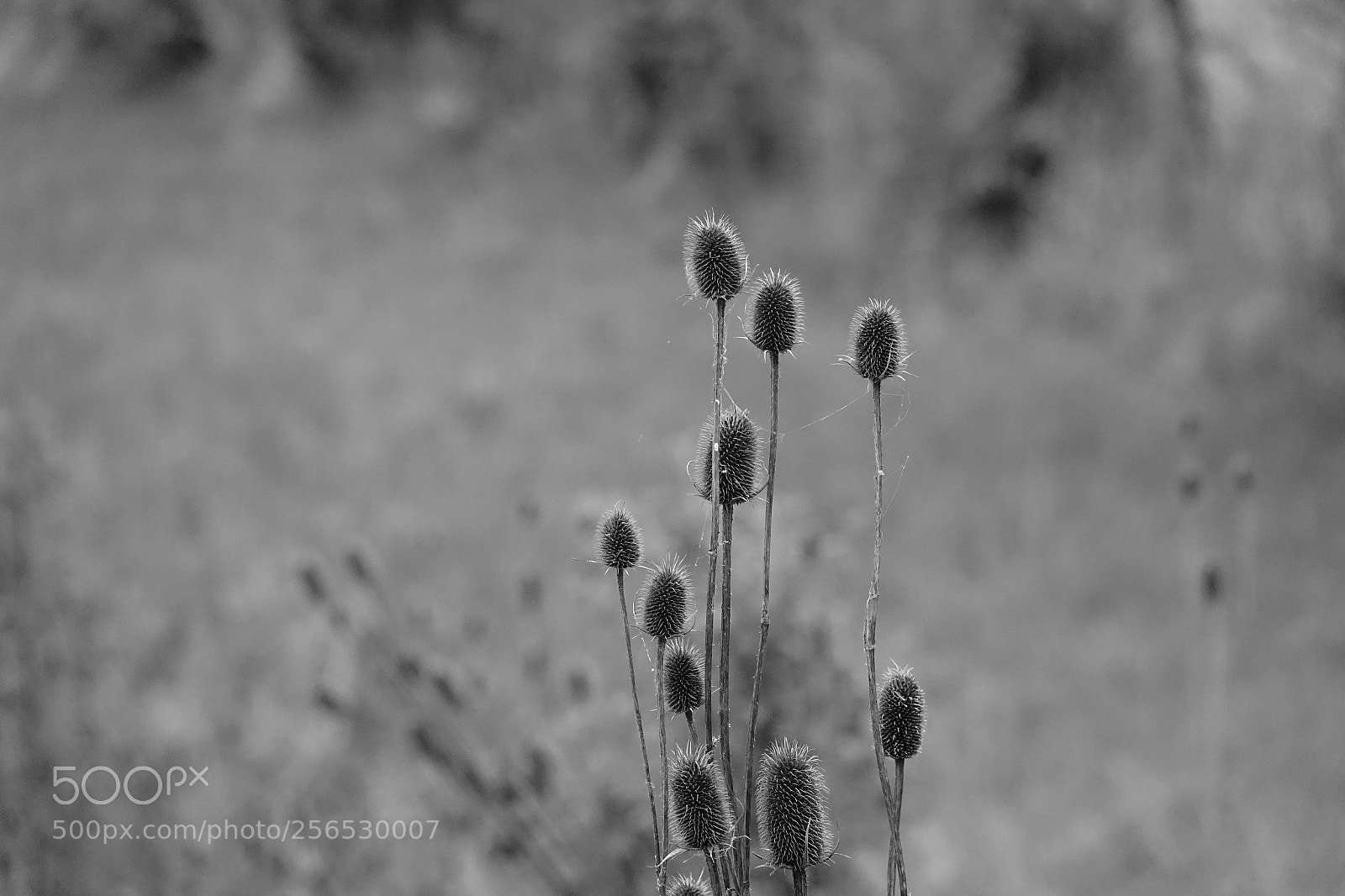 Sony Cyber-shot DSC-RX10 III sample photo. Stoplight thistle photography