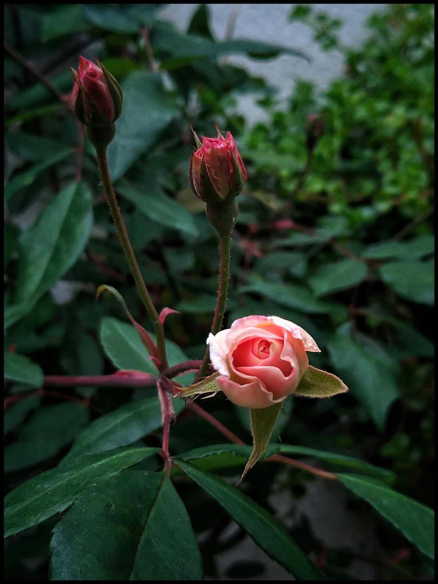 ASUS ZenFone 4 (ZE554KL) sample photo. Rose... photography