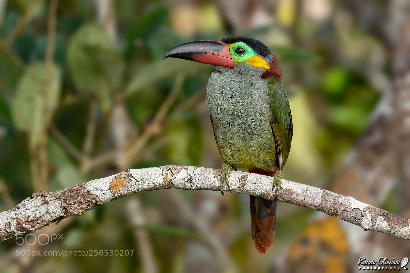 Canon EOS 7D Mark II sample photo. Guianan toucanet photography