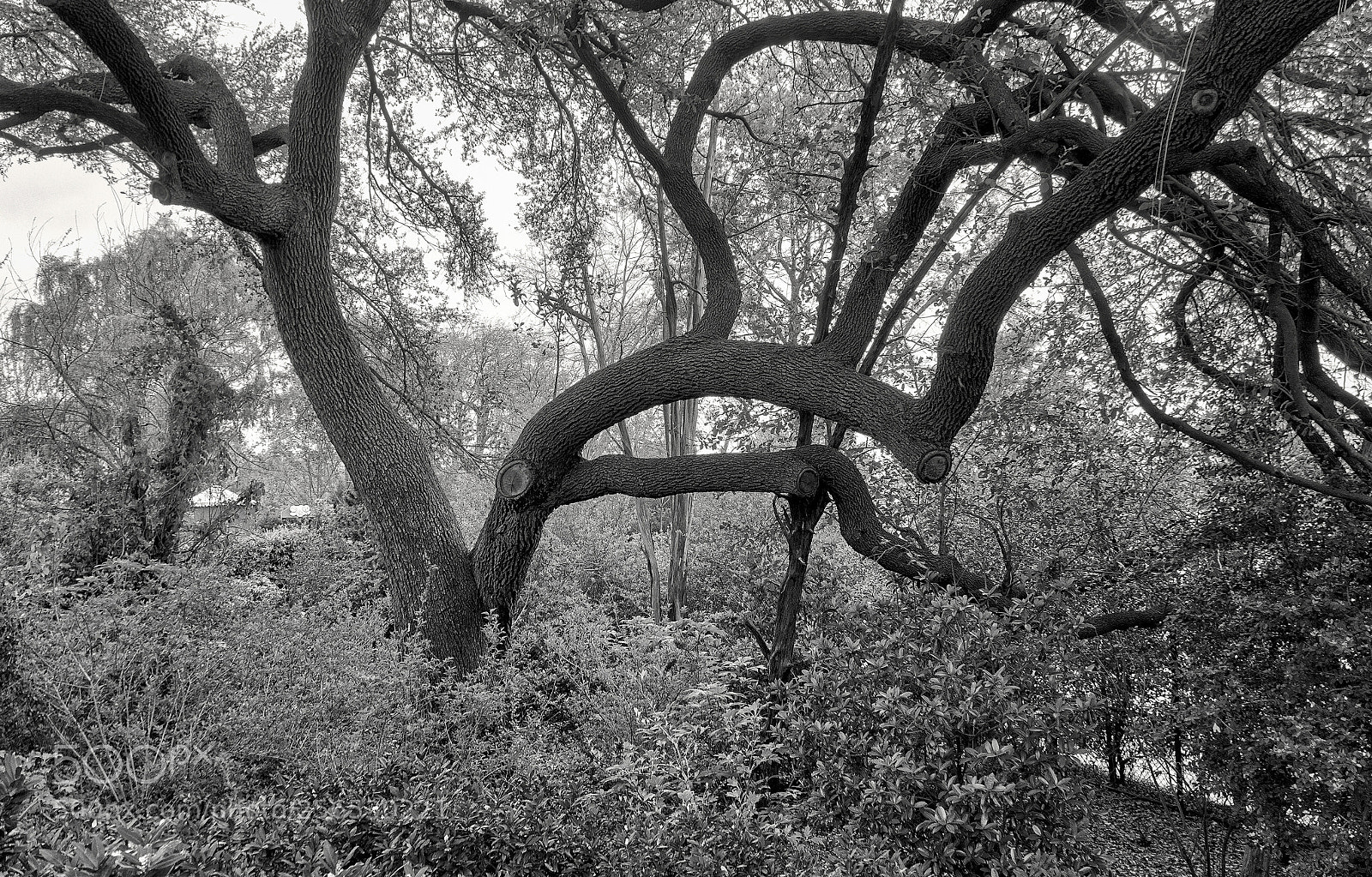 Sony Alpha NEX-5R sample photo. Dallas arboretum b&w #2 photography