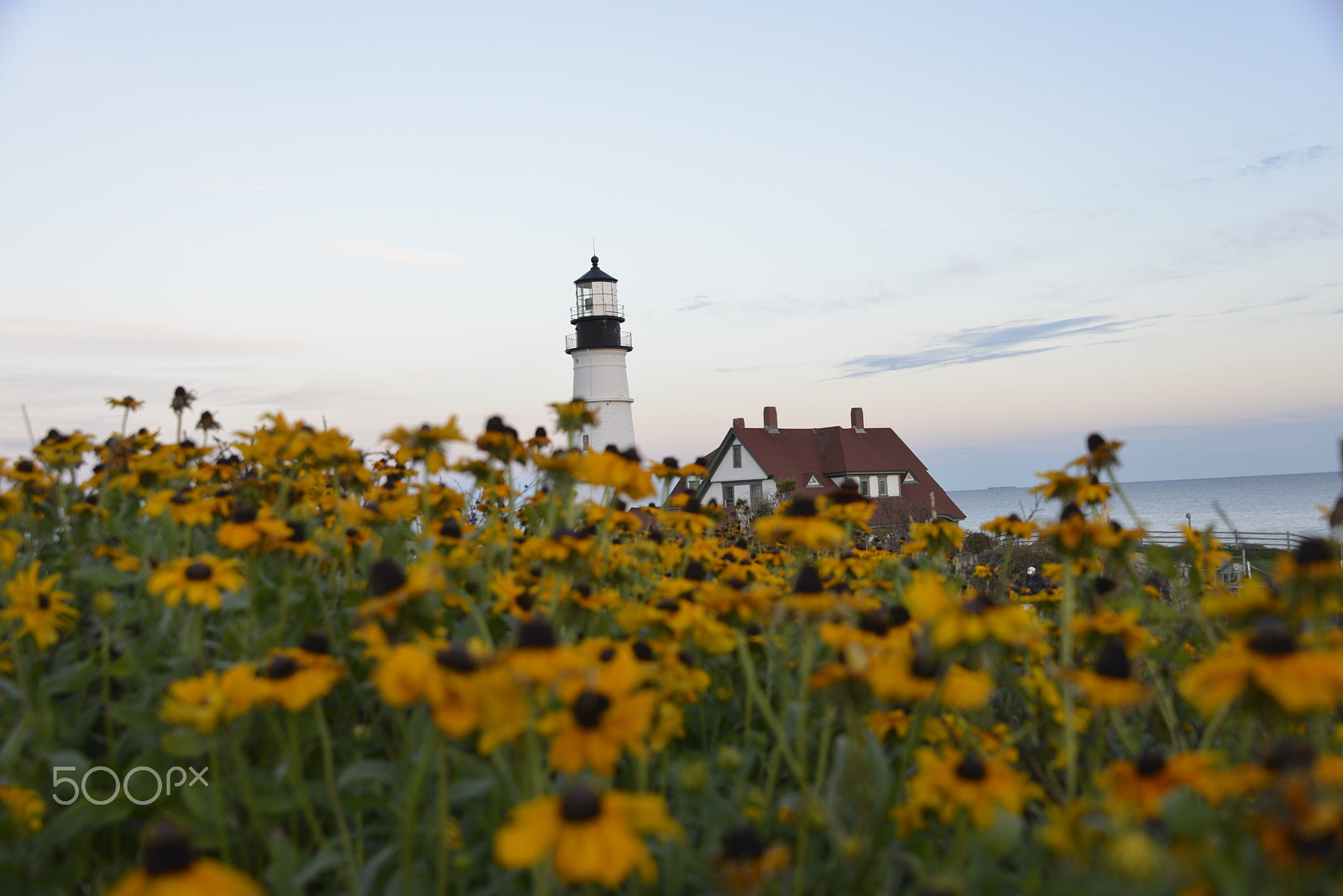 Nikon D600 sample photo. Sunflower field photography