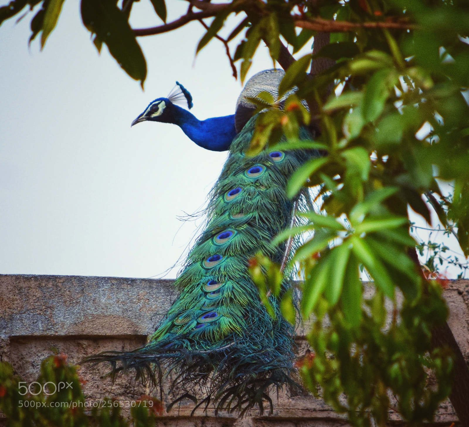 Nikon D3300 sample photo. Peacock splendor photography