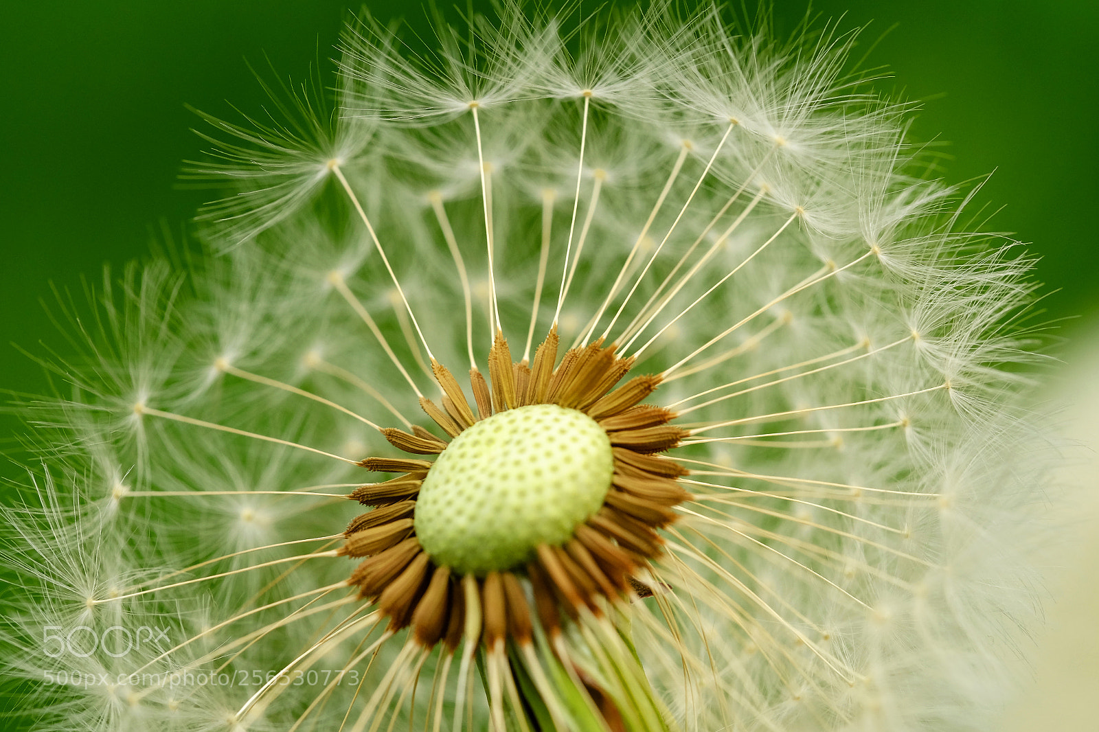 Fujifilm X-T1 sample photo. Devil in the details photography
