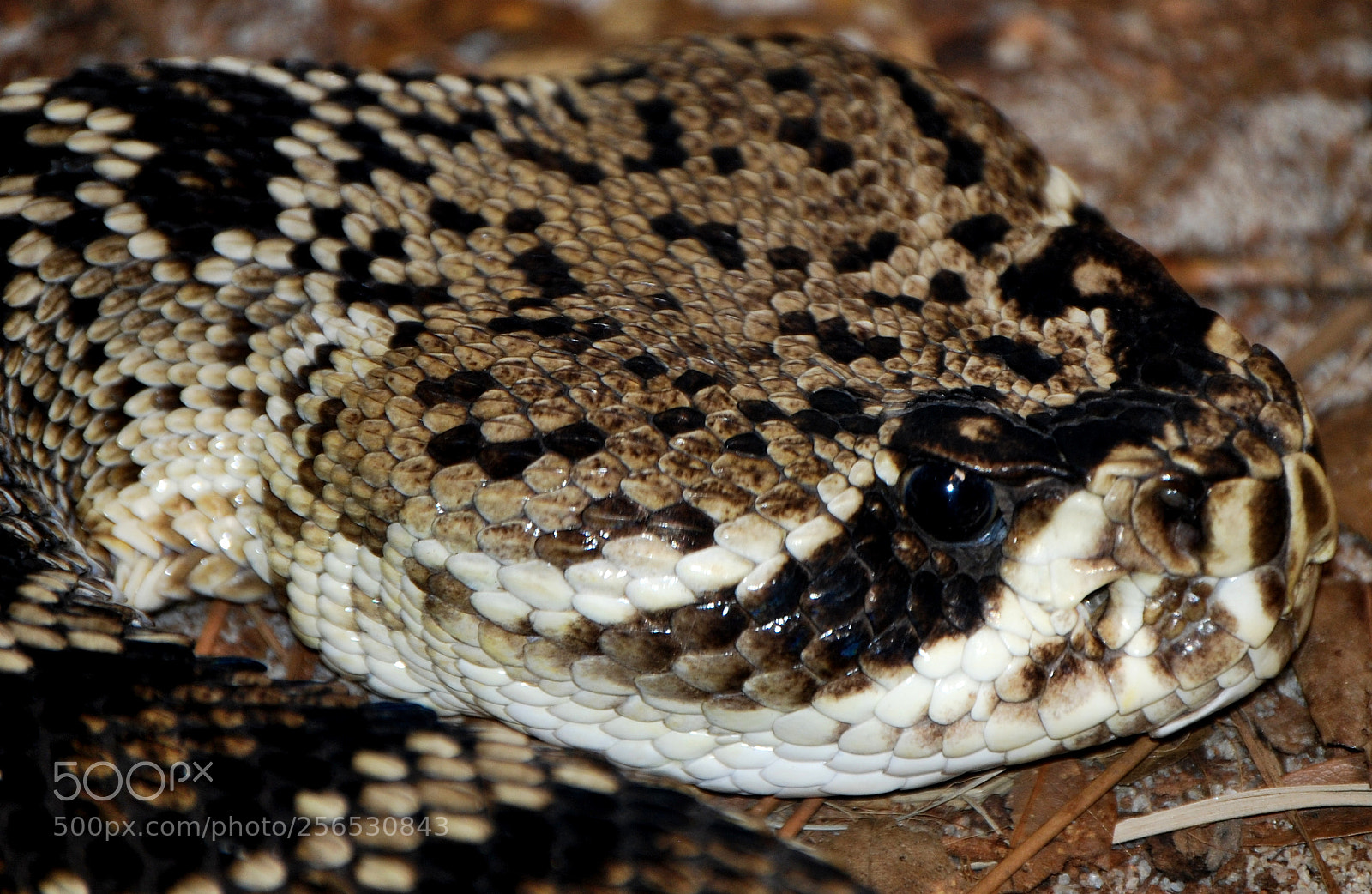 Nikon D40X sample photo. Eastern diamondback photography