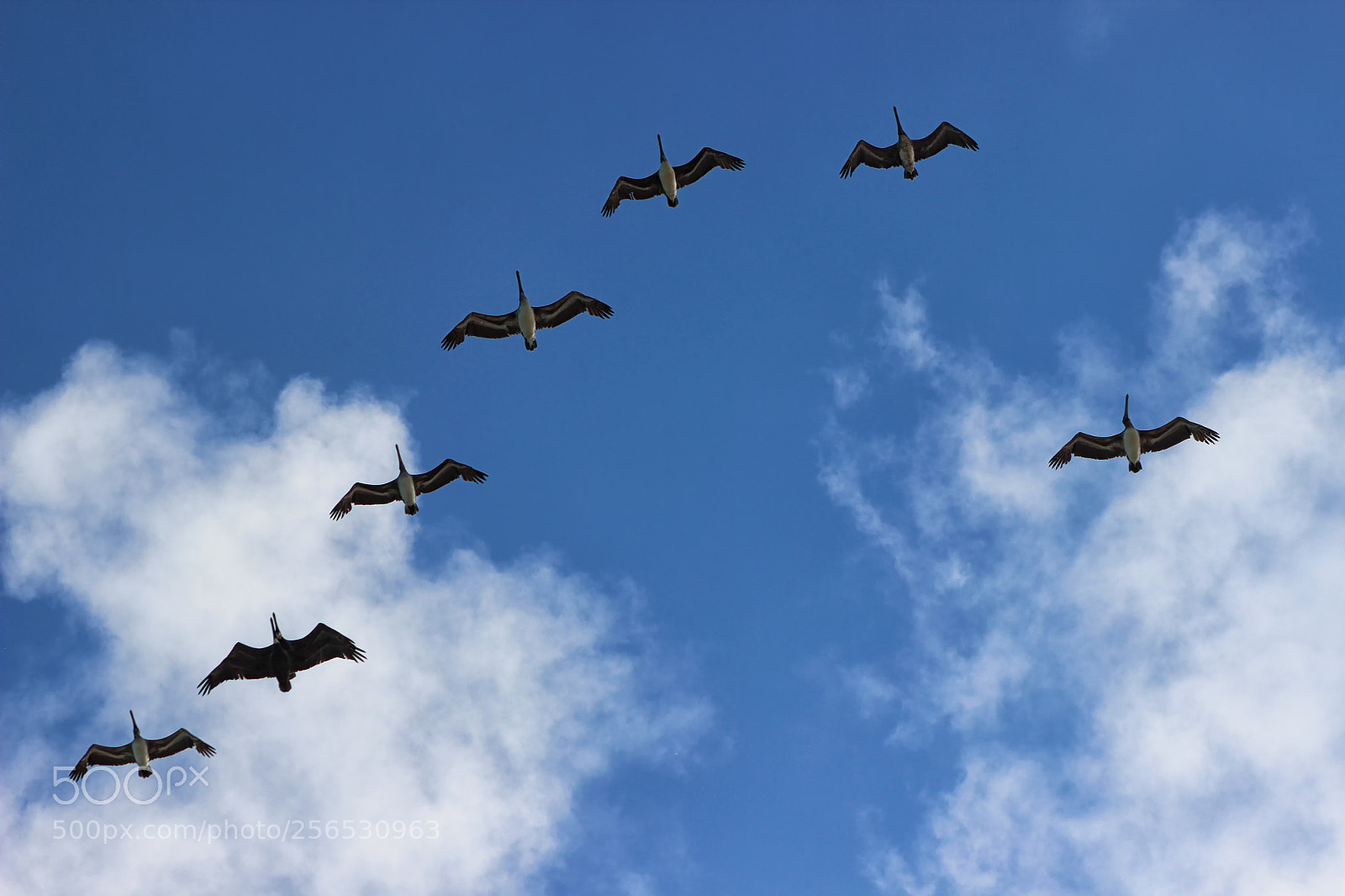 Canon EOS 600D (Rebel EOS T3i / EOS Kiss X5) sample photo. Flying flock of brown photography
