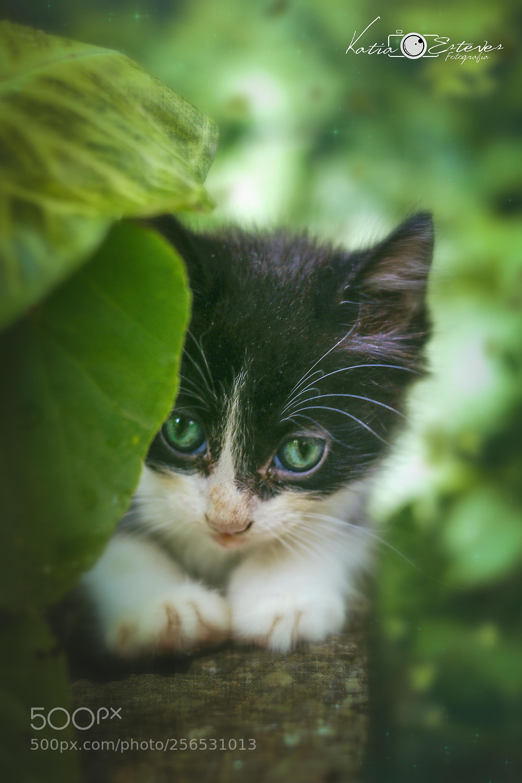 Canon EOS 70D sample photo. Untitled photography