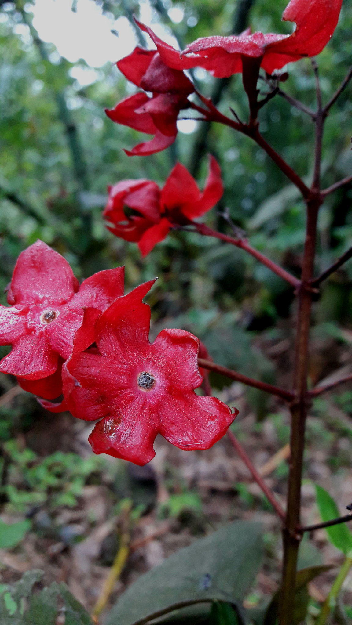 Samsung Galaxy J7 Neo sample photo. Wild flower  photography