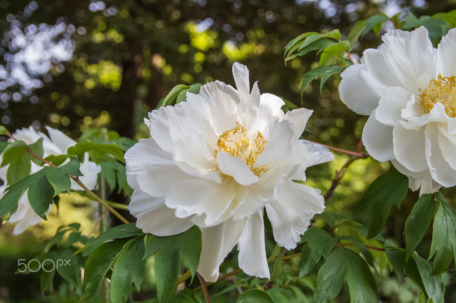 Canon EOS 700D (EOS Rebel T5i / EOS Kiss X7i) sample photo. Peony photography