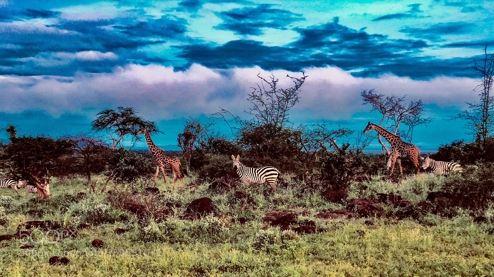 Apple iPhone X sample photo. Safari break of dawn photography