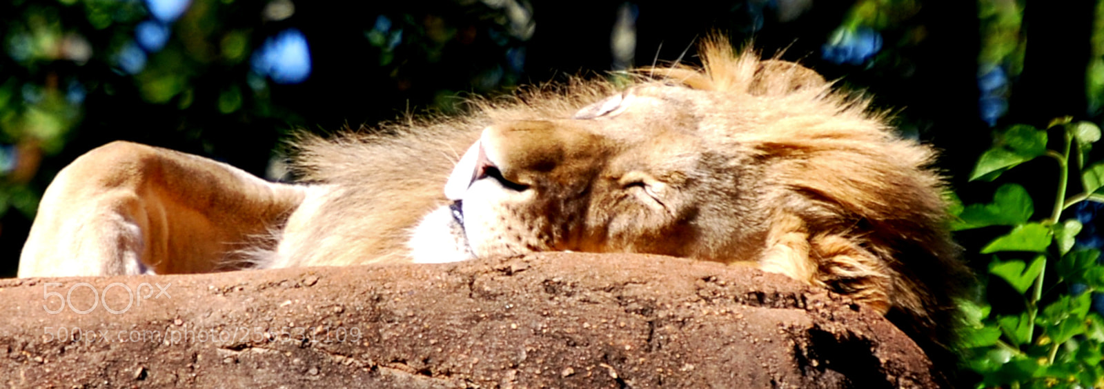Nikon D40X sample photo. King of the jungle photography