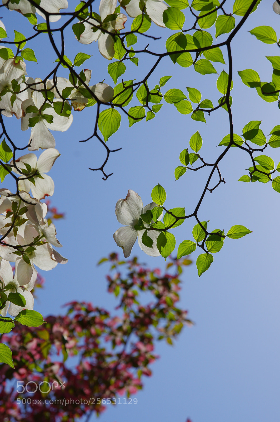 Pentax K-3 II sample photo. Dogwoods photography