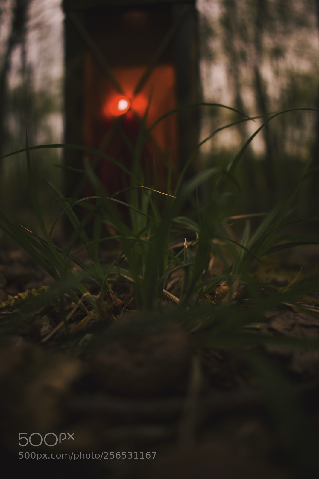 Nikon D3400 sample photo. Fire within photography