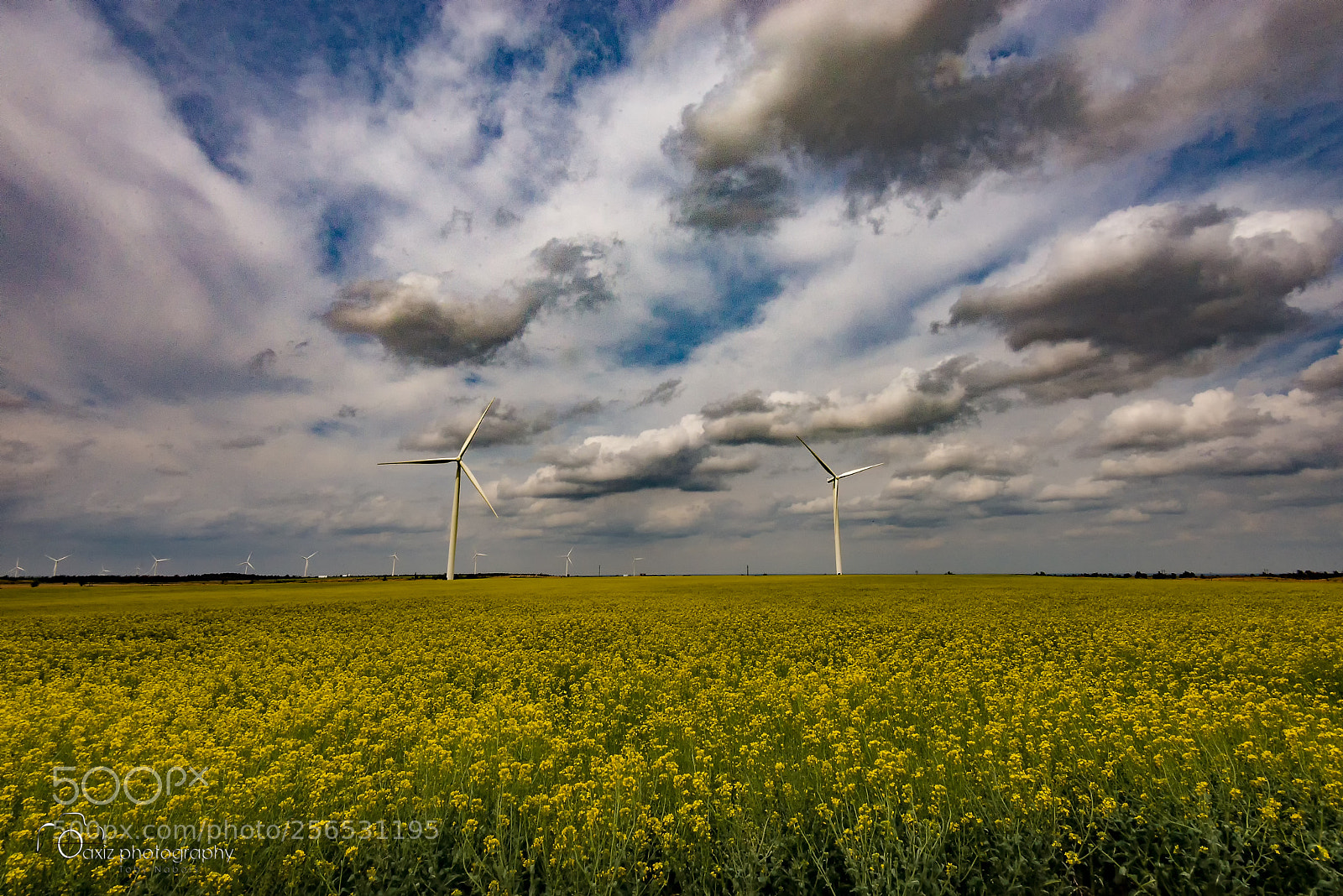 Nikon D610 sample photo. Afternoon canola photography