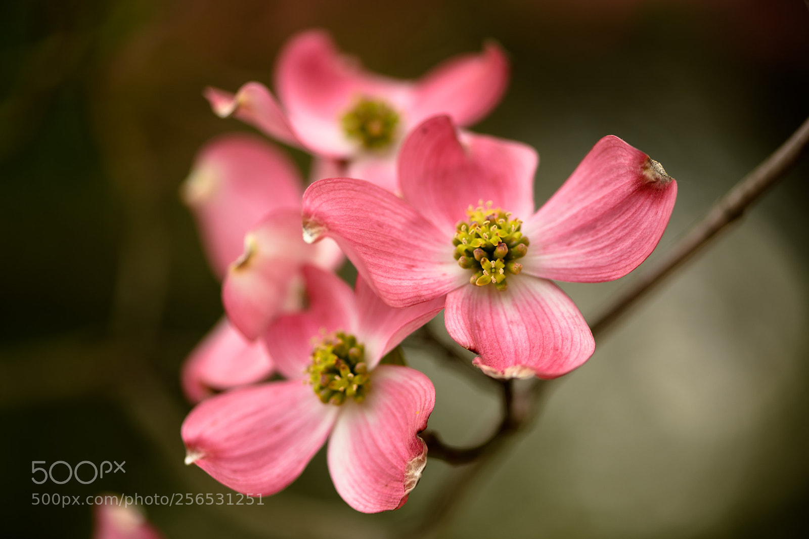 Nikon D850 sample photo. Dogwood photography