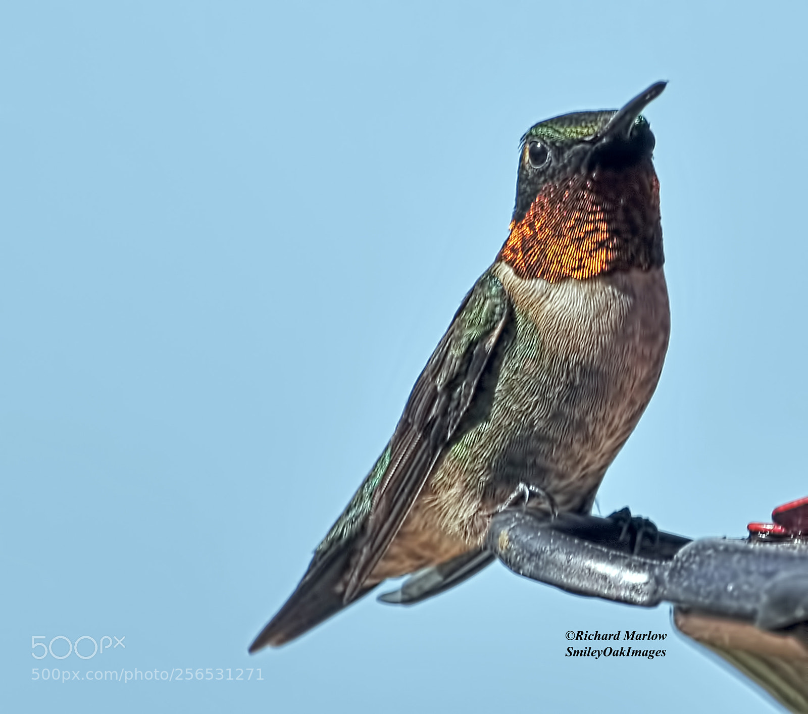 Nikon D5000 sample photo. Hummingbird photography