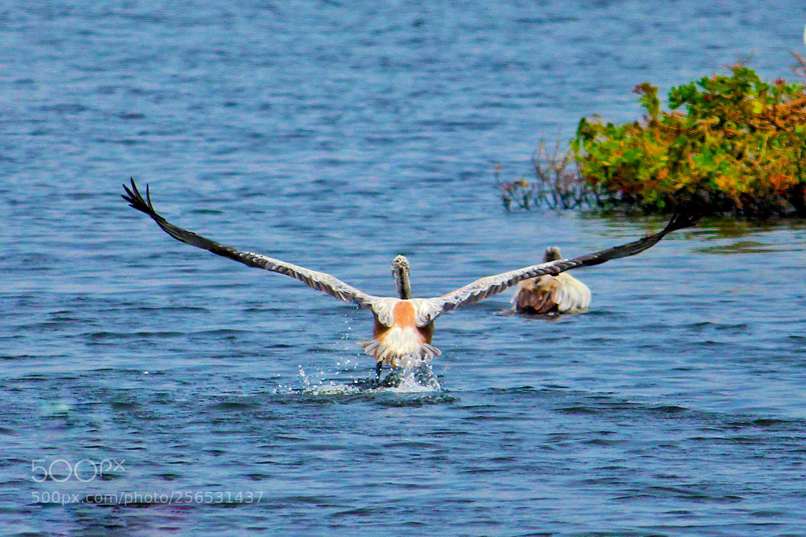 Canon EOS 700D (EOS Rebel T5i / EOS Kiss X7i) sample photo. Spreaded wings photography
