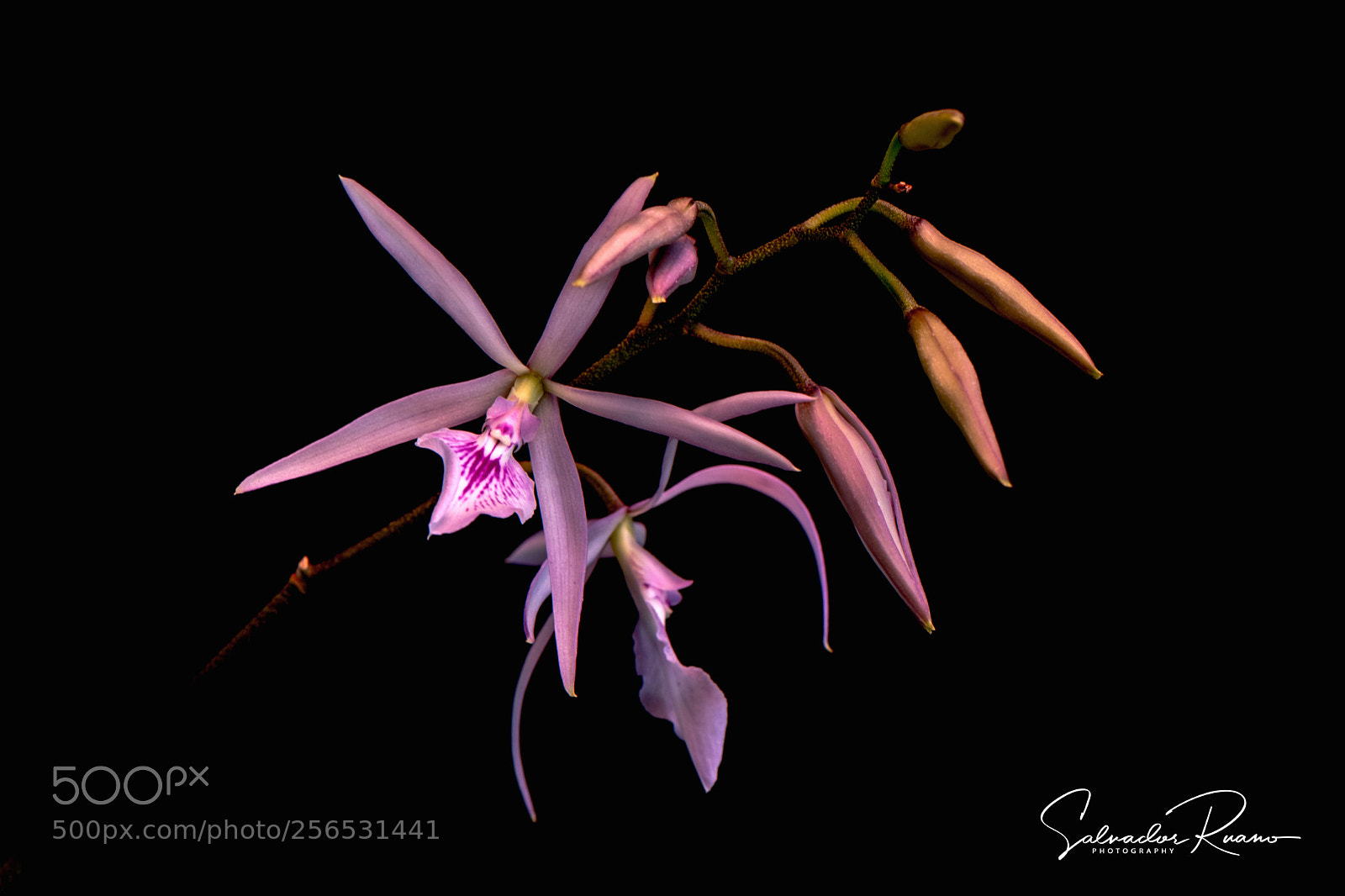 Nikon D7500 sample photo. Encyclia adenocaula michoacan m photography