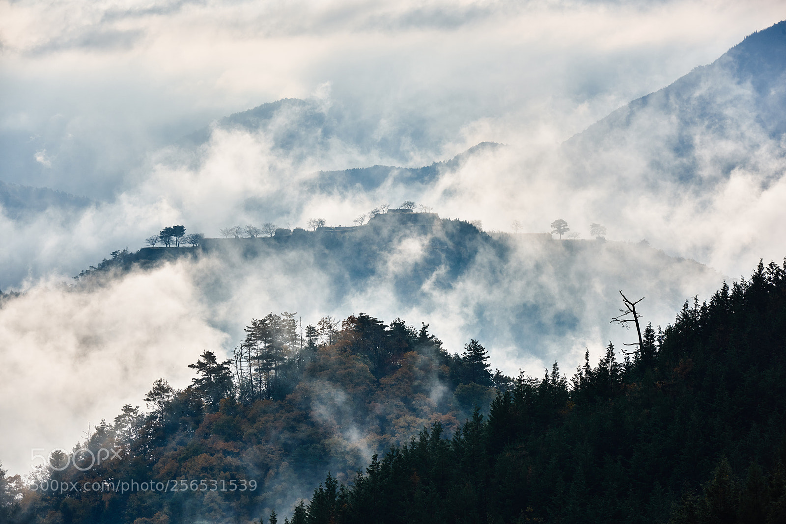 Nikon D810 sample photo. Rise to surface photography