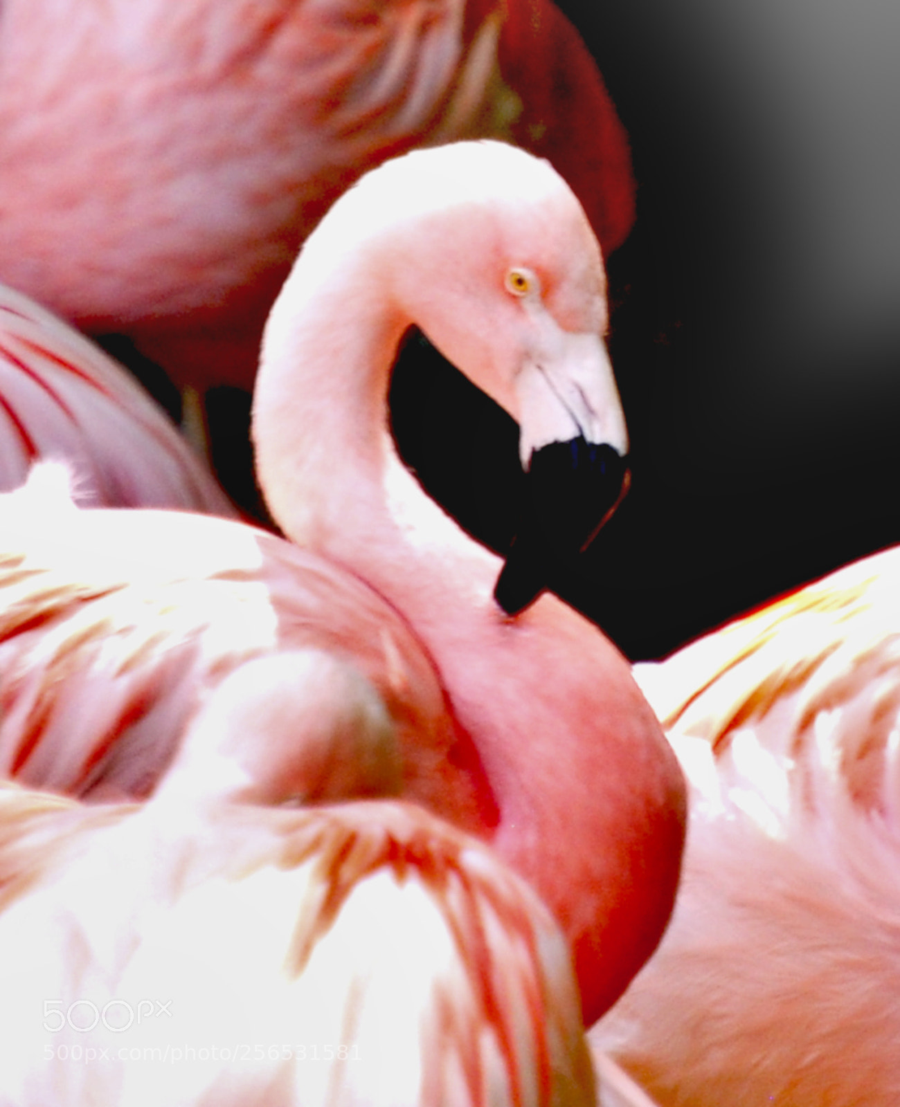 Nikon D40X sample photo. Flamingo photography