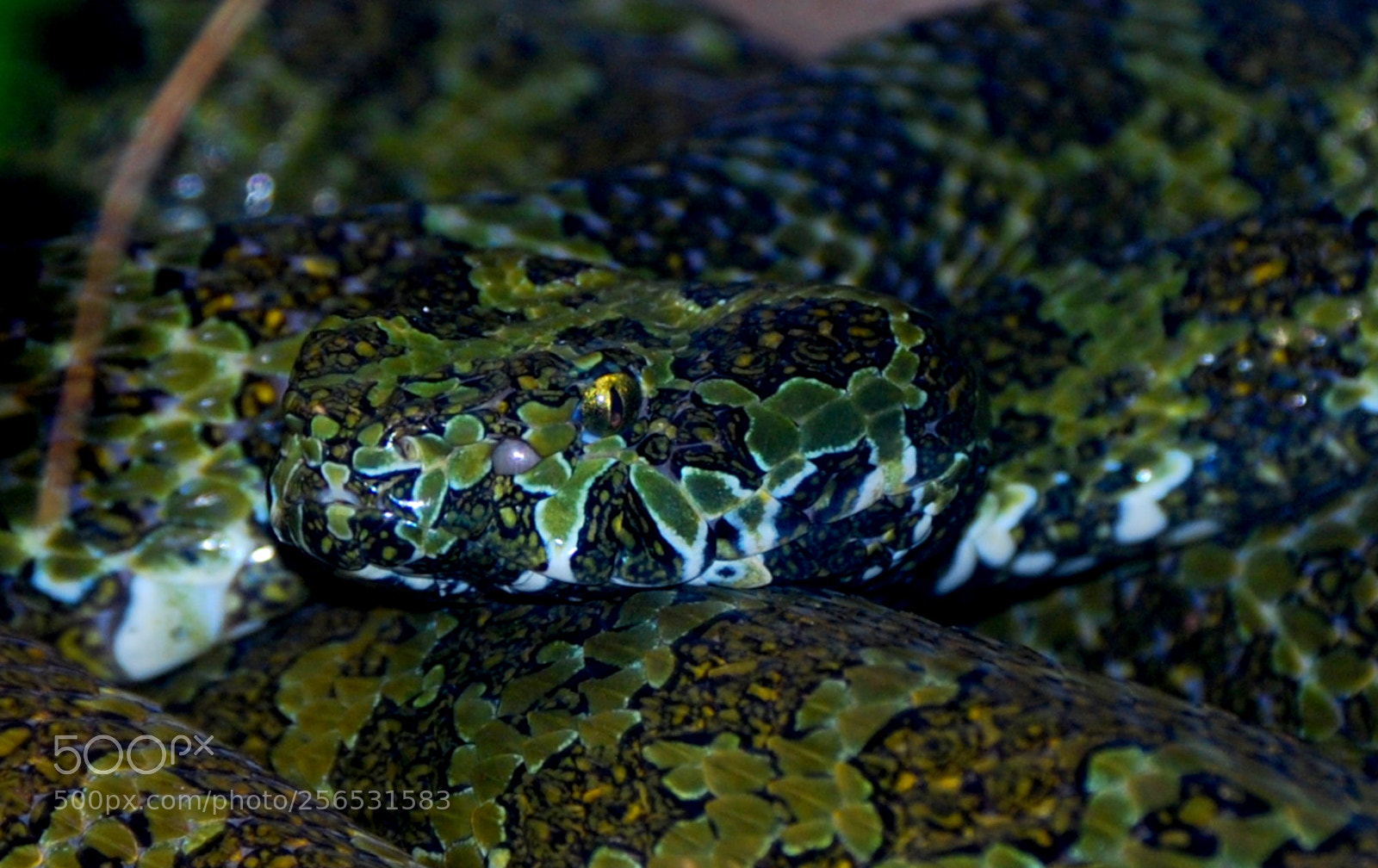 Nikon D40X sample photo. Viper photography