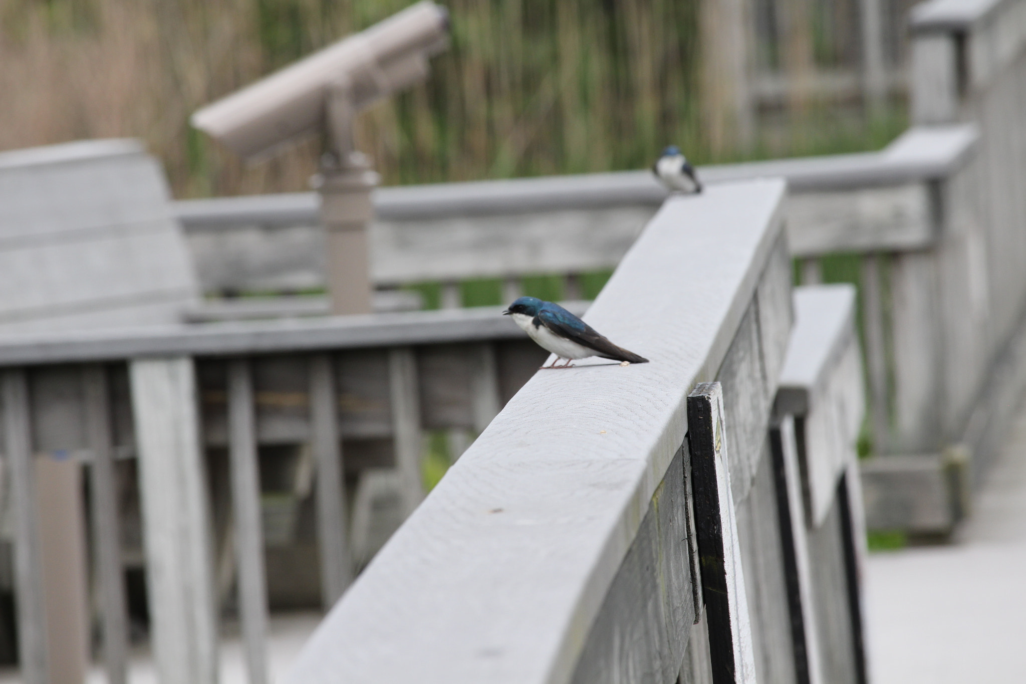 Canon EF-S 55-250mm F4-5.6 IS STM sample photo. John heinz wildlife refuge photography