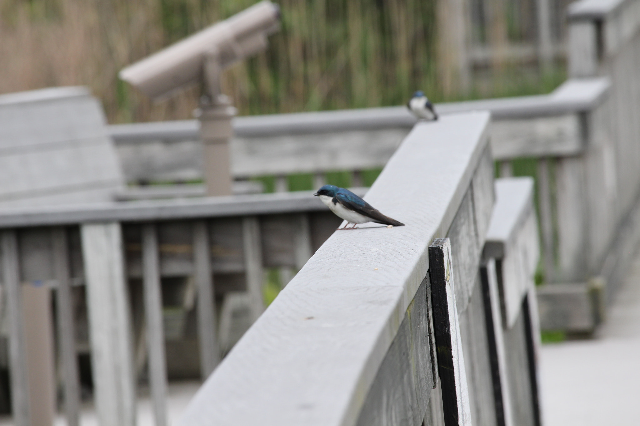 Canon EOS 700D (EOS Rebel T5i / EOS Kiss X7i) + Canon EF-S 55-250mm F4-5.6 IS STM sample photo. John heinz wildlife refuge photography