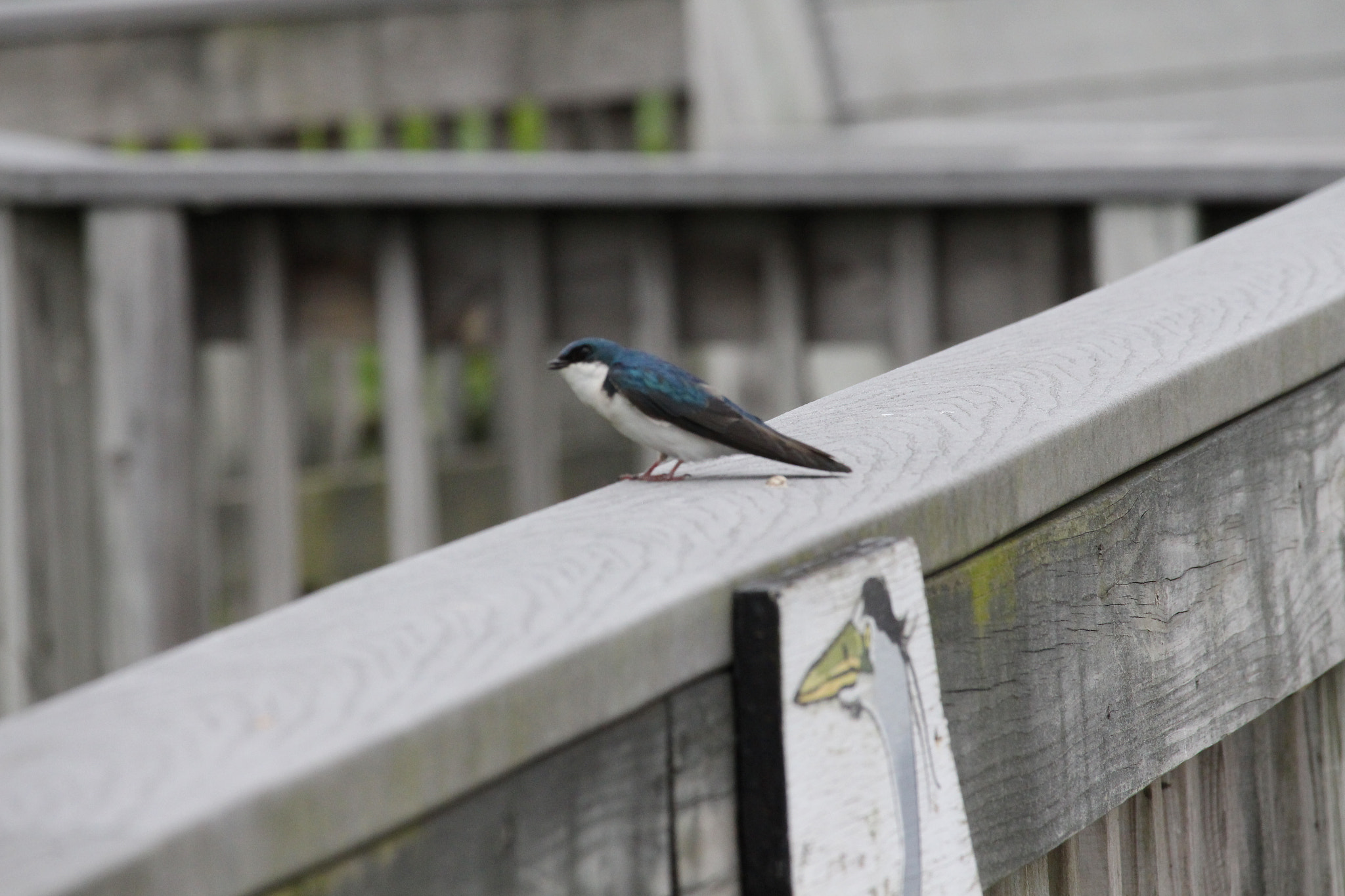 Canon EF-S 55-250mm F4-5.6 IS STM sample photo. John heinz wildlife refuge photography