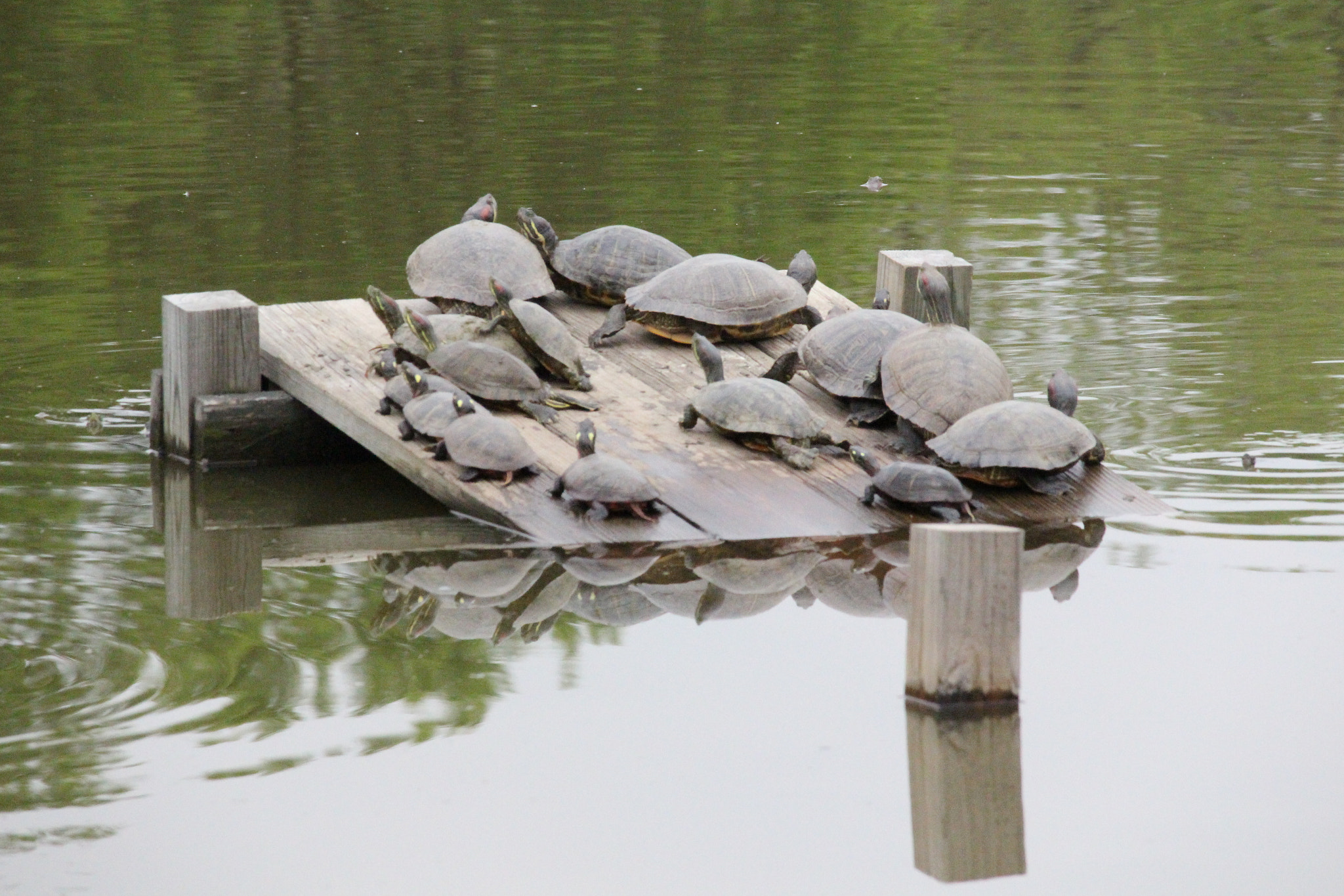 Canon EF-S 55-250mm F4-5.6 IS STM sample photo. John heinz wildlife refuge photography
