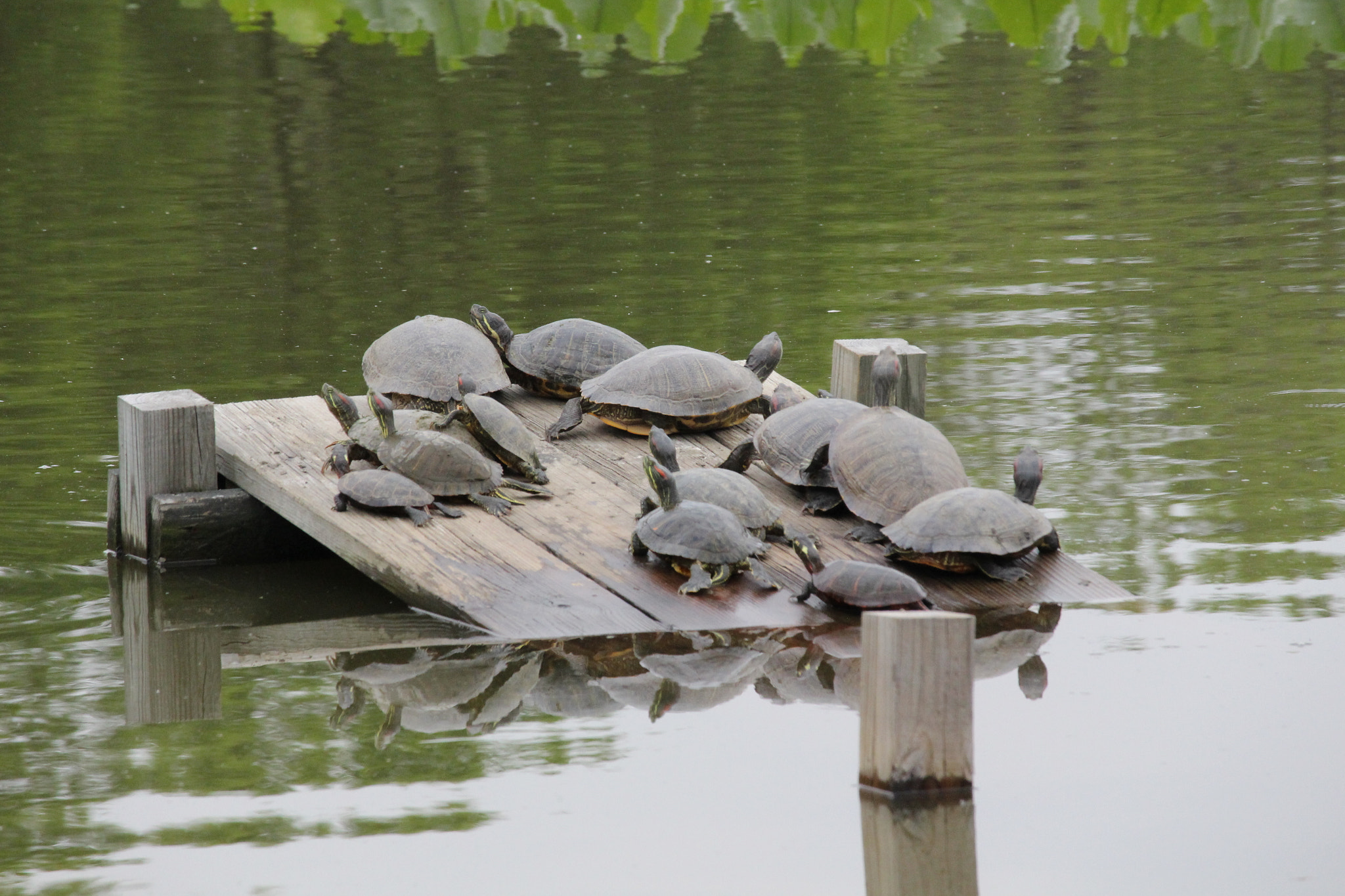 Canon EF-S 55-250mm F4-5.6 IS STM sample photo. John heinz wildlife refuge photography