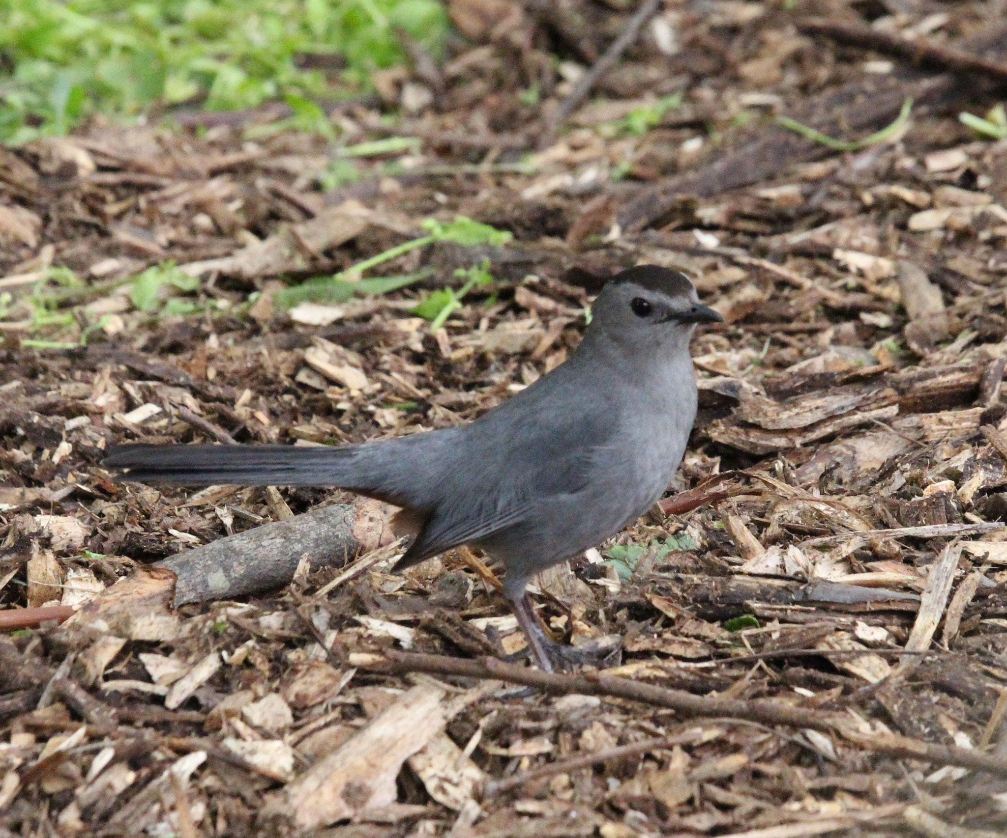 Canon EF-S 55-250mm F4-5.6 IS STM sample photo. Curious gray catbird photography