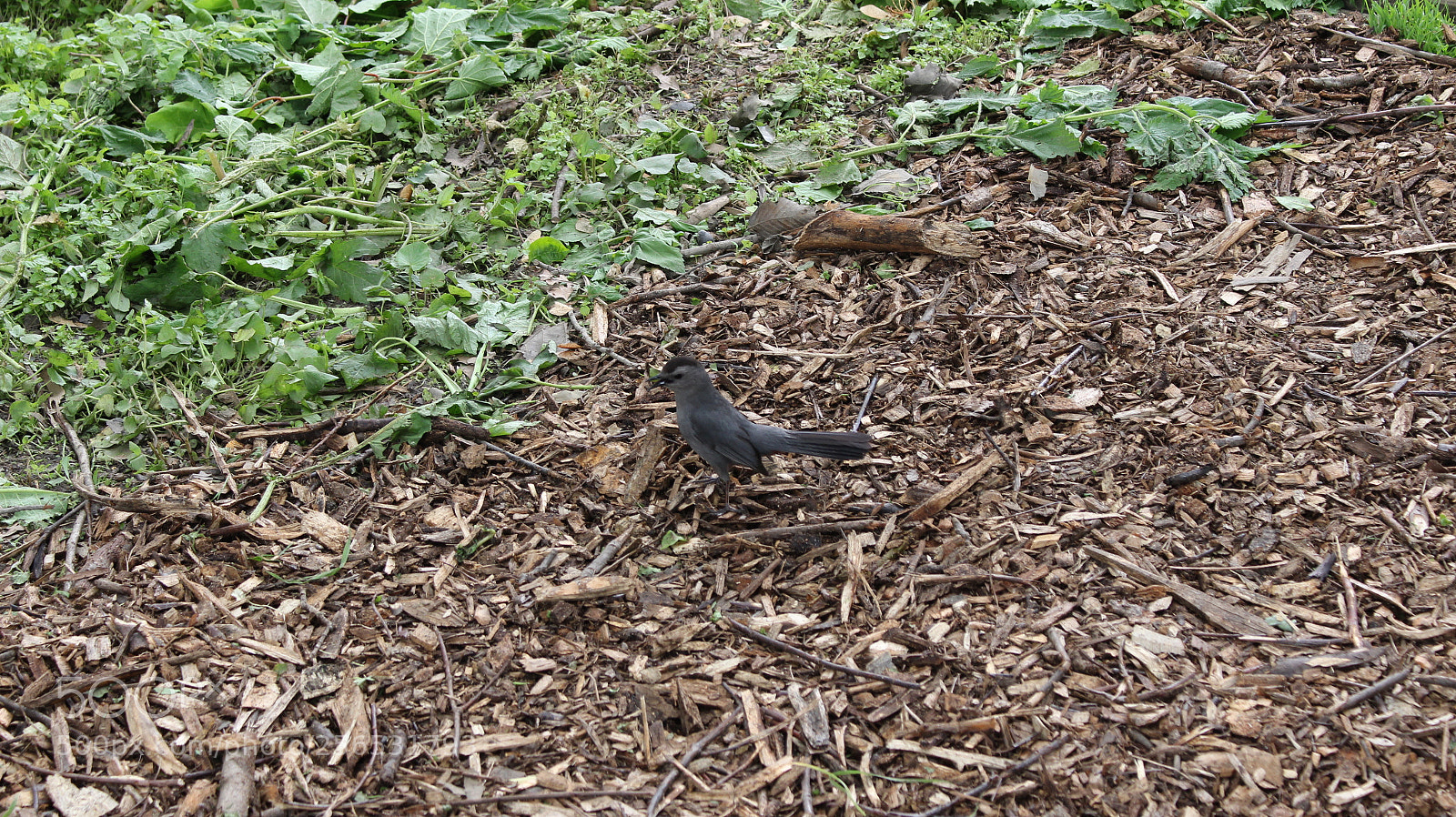 Canon EOS 700D (EOS Rebel T5i / EOS Kiss X7i) sample photo. John heinz wildlife refuge photography